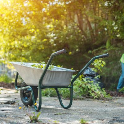 garden wheel barrow with grass and cleanup of territory in green park