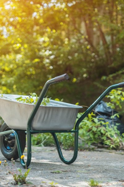 garden wheel barrow with grass and cleanup of territory in green park